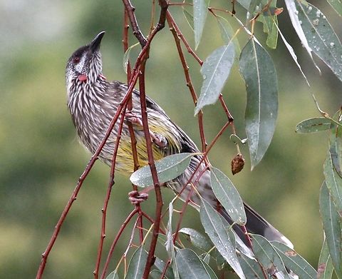 Red Wattlebird - Anthochaera carunculata  Anthochaera carunculata,Australia,Fall,Geotagged,Red Wattlebird