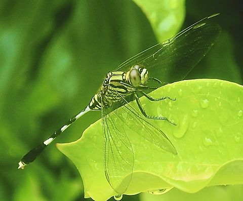 Slender skimmer - Orthetrum sabina  Australia,Geotagged,Orthetrum sabina,Slender skimmer,Winter