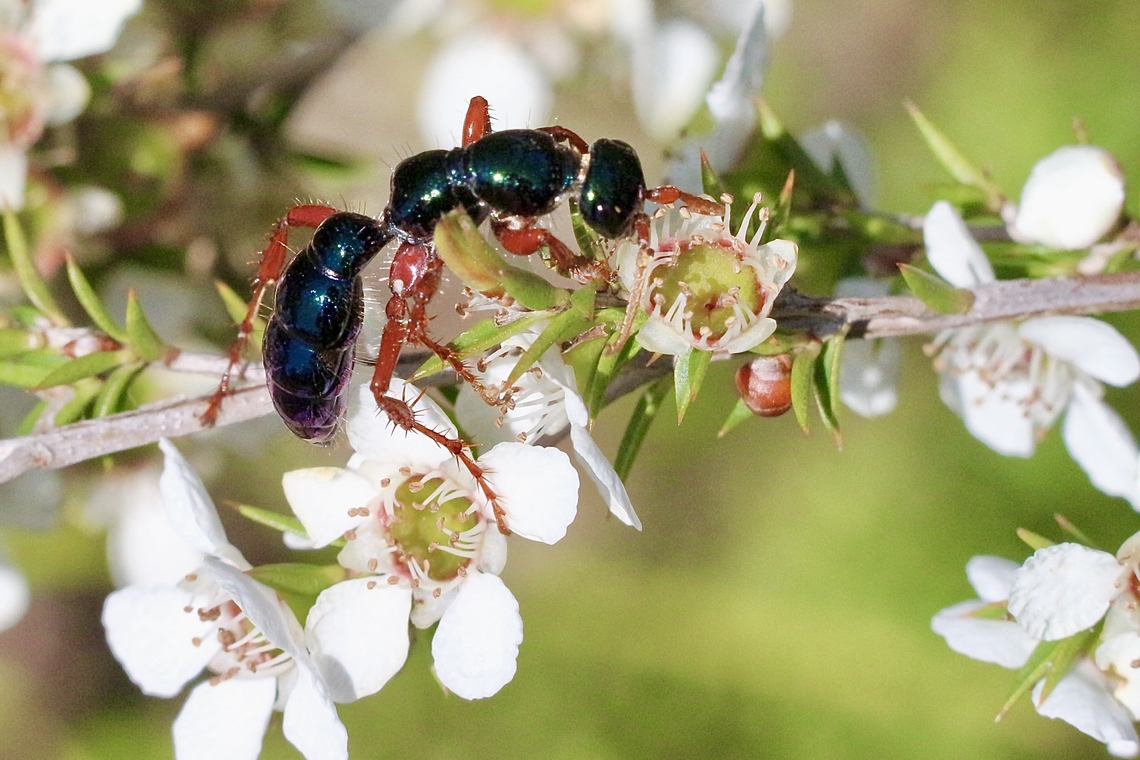 Blue Ant - Diamma bicolor Feeding on tea tree flowers pollen or nectar. Australia,Blue Ant,Diamma bicolor,Geotagged,Spring