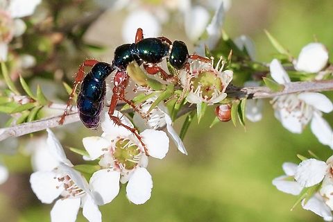 Blue Ant - Diamma bicolor Feeding on tea tree flowers pollen or nectar. Australia,Blue Ant,Diamma bicolor,Geotagged,Spring