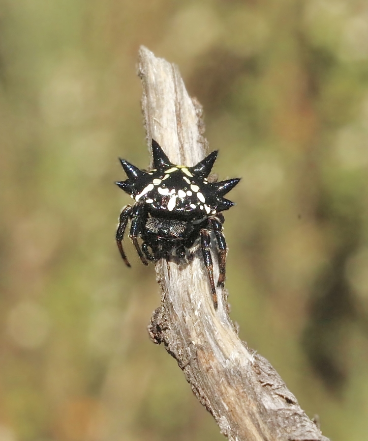 Christmas Jewel Spider - Austracantha minax  Austracantha minax,Australia,Christmas Jewel Spider,Geotagged,Summer