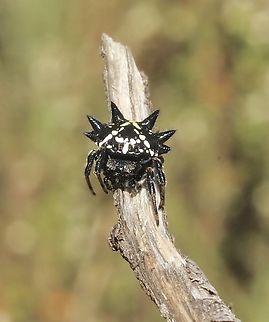Christmas Jewel Spider - Austracantha minax  Austracantha minax,Australia,Christmas Jewel Spider,Geotagged,Summer
