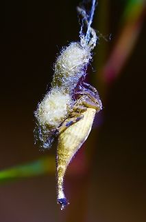 Scorpion-tailed Spider - Arachnura higginsi in Australia.