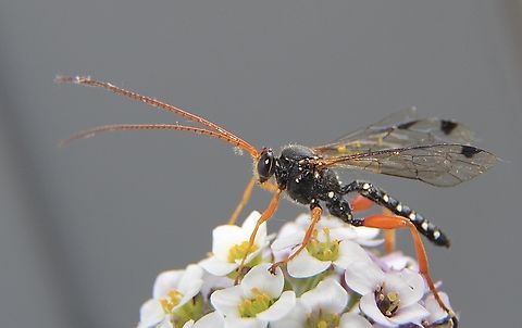 White-spotted Ischneumonid Wasp Echthromorpha intricatoria in Australia.