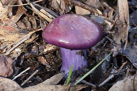 Cortinarius archeri in Australia.