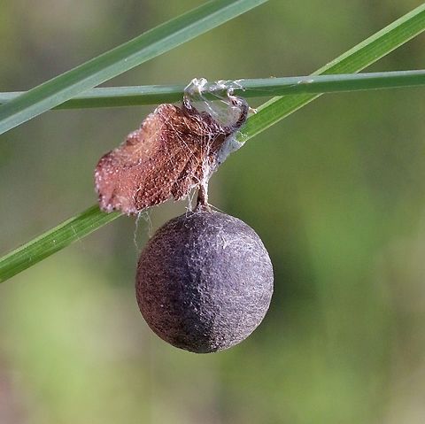 Spider egg sack of unidentified species. in Australia.