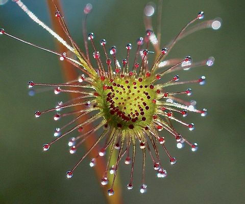 Shield sundew - Drosera peltata in Australia.