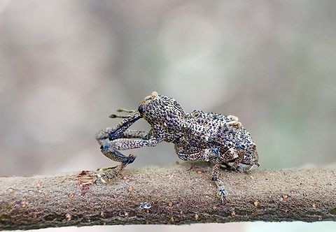 Elephant weevil - Orthorhinus cylindrirostris in Australia.