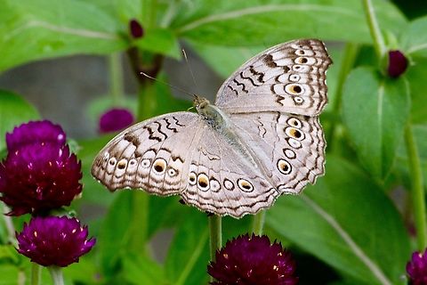 Grey Pansy - Junonia atlites in Vietnam.