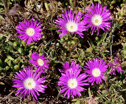 Purple Dewplant - Disphyma crassifolium in Australia.