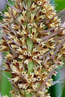Spiny-headed Mat-Rush - Lomandra longifolia in Australia.