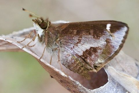 Lilac Grass-Skipper - Toxidia doubledayi in Australia.