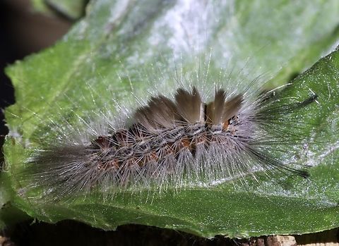 Painted Apple Moth - Orgyia anartoides&Acirc;&nbsp; in Australia.