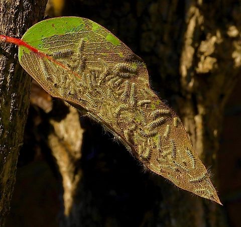 Gum leaf sceletonizers - Uraba lugens in Australia.
