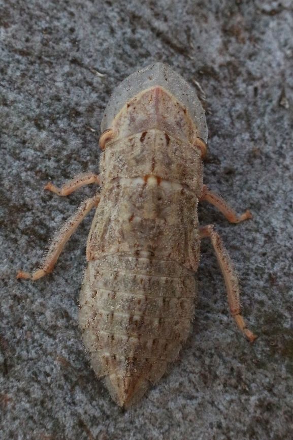 Flat head Leafhopper Almost looks like a dragonfly nymph or a trilobite.<br />
Found under bark of a eucalyptus tree( not identified) Resembles tree bark in coloration and walks very slowly when disturbed.Checked several websites to identify but didn't get far. Closest resemblance found is Bark roach in family Blaberidae, but not sure at all.Eventually identified as a Flat-head Leafhopper. April 2017,Eamw leafhoppers,Flat-head Leafhopper,Leafhoppers,NR 1,Willunga SA