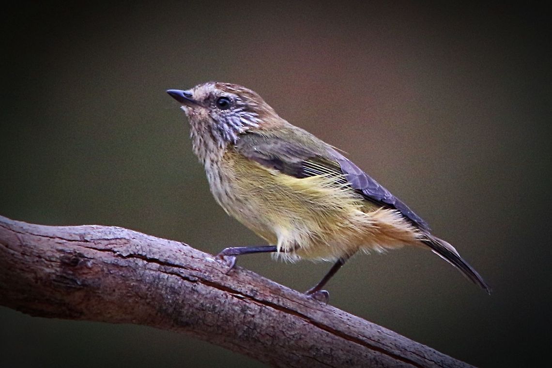 Striated thornbill SA. 2017 The adult striated thornbill is 9-10 centimetres long and weighs around 7 grams.<br />
It has a russet or orange-brown crown with cream streaks, dull yellow -olive upper parts, olive- grey flanks, and cream underparts, heavily streaked with black. Acanthiza lineata,Australia,Eamw birds,Geotagged,Passerin,South east Australia,Striated,Striated thornbill,Thornbill,april2017