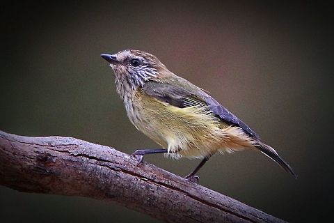 Striated thornbill SA. 2017 The adult striated thornbill is 9-10 centimetres long and weighs around 7 grams.
It has a russet or orange-brown crown with cream streaks, dull yellow -olive upper parts, olive- grey flanks, and cream underparts, heavily streaked with black. Acanthiza lineata,Australia,Eamw birds,Geotagged,Passerin,South east Australia,Striated,Striated thornbill,Thornbill,april2017