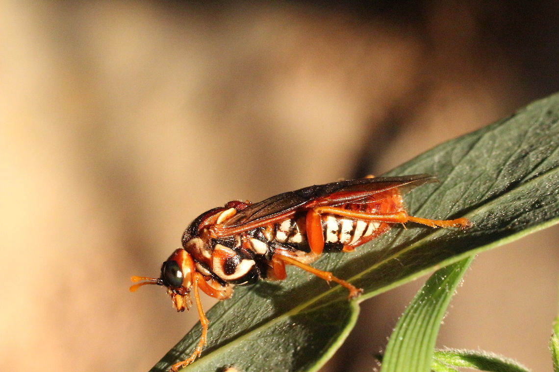 Sawfly SA . 2017 Sawfly in the genus Pergagrapta, commonly referred to as Eucalyptus defoliating sawfly.<br />
 April 2017,Australia,Eamw sawflies,Fall,Geotagged,Hymenoptera,Pergagrapta,Pergagrapta turneri,Pergidae,Perginae,Pergini,Sawfly,Tenthredinoidea