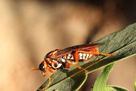 Pergagrapta turneri