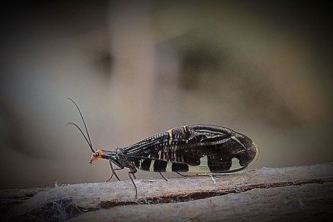 Pied Lacewing SA 2017 Ports us strigatus is a strikingly marked species of Osmyloid Lacewing.
Osmylidae which is native to Australia were it typically occurs in south eastern portions of the continent.
Like other members of its family Porismus strigatus is likely a predator, which feeds mainly on small invertebrates, but will occasionally take pollen as well.
The carnivores larvae rests during the day under tree bark and will hunt by night for insects like caterpillars and aphids. April 2017,Australia,Australian,Eamw lacewings,Geotagged,Mount Billy Conservation Park South Australia,Osmylidae,Pied Lacewing,Pied lacewing,Porismus strigatus
