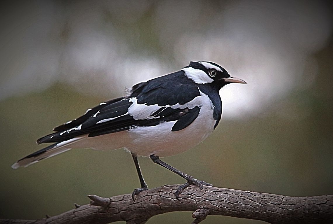 Australian Magpie lark SA  2017  Australia,Eamw birds,Geotagged,Grallina cyanoleuca,Magpie-lark