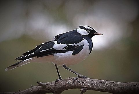Australian Magpie lark SA  2017  Australia,Eamw birds,Geotagged,Grallina cyanoleuca,Magpie-lark