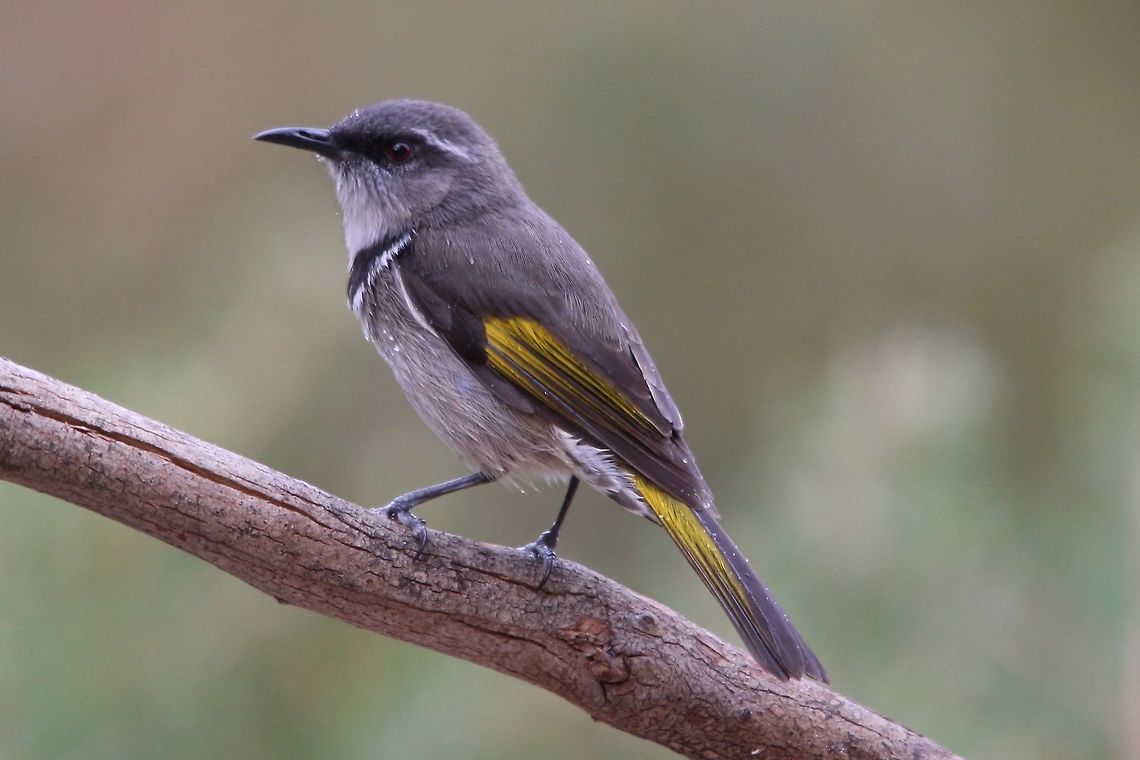 Honeyeaters   SA 2017  April 2017,Australia,Crescent honeyeater,Eamw birds,Eamw honeyeaters,Fall,Geotagged,Phylidonyris pyrrhopterus,Willunga SA