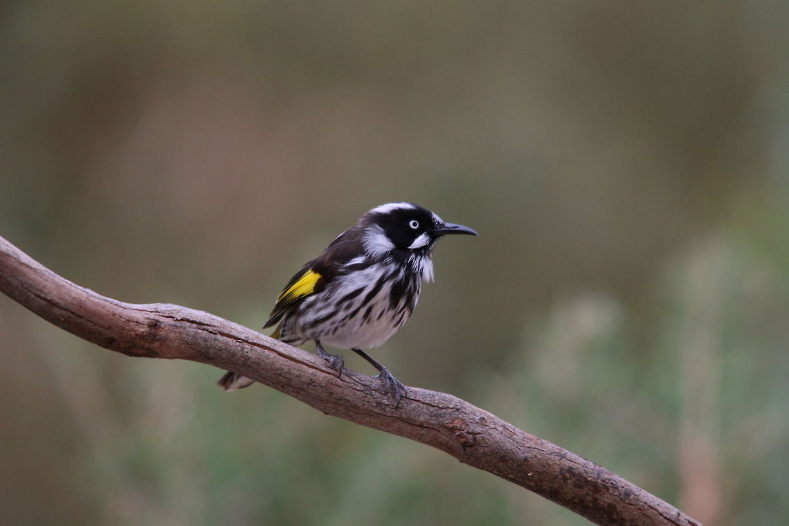 Honeyeaters  SA. 2017  April 2017,Eamw birds,Eamw honeyeaters,New Holland honeyeater,Phylidonyris novaehollandiae,Willunga SA
