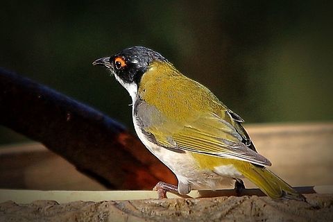 Honeyeaters SA 2017  Eamw birds,Eamw honeyeaters,Melithreptus lunatus,White-naped honeyeater,Willunga SA
