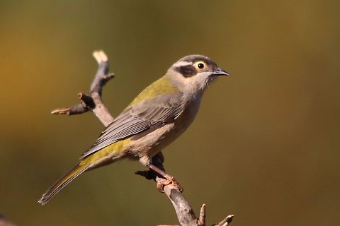 Honeyeaters SA 2017  Brown-headed honeyeater,Eamw birds,Eamw honeyeaters,Melithreptus brevirostris