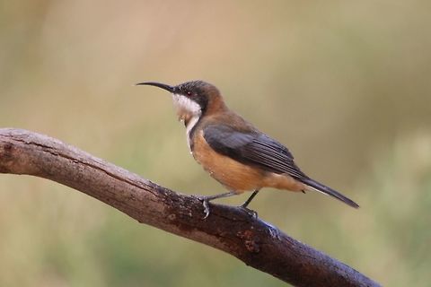 Honeyeaters SA 2017  Acanthorhynchus tenuirostris,Eamw birds,Eamw honeyeaters,Eastern Spinebill