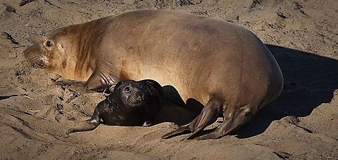 Northern Elephant Seal. Mother and pup .  Eamw marine mammals,Geotagged,Mirounga angustirostris,Northern elephant seal,United States