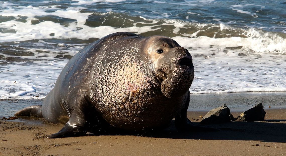 Northern Elephant Seal Big bull returning to his harem after a short stand of with a challenger  Eamw marine mammals,Fall,Geotagged,Mirounga angustirostris,Northern elephant seal,United States