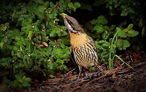 Honeyeaters Vic. 2014 One of the larger honeyeaters. 
Making good use of domestic garden plantings to find nectar. Acanthagenys rufogularis,Australia,Eamw birds,Eamw honeyeaters,Geotagged,Spiny-cheeked honeyeater