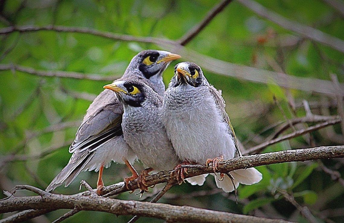 Waiting for mum and dad to bring some food  Australia,Eamw birds,Eamw honeyeaters,Geotagged,Manorina melanocephala,Noisy miner
