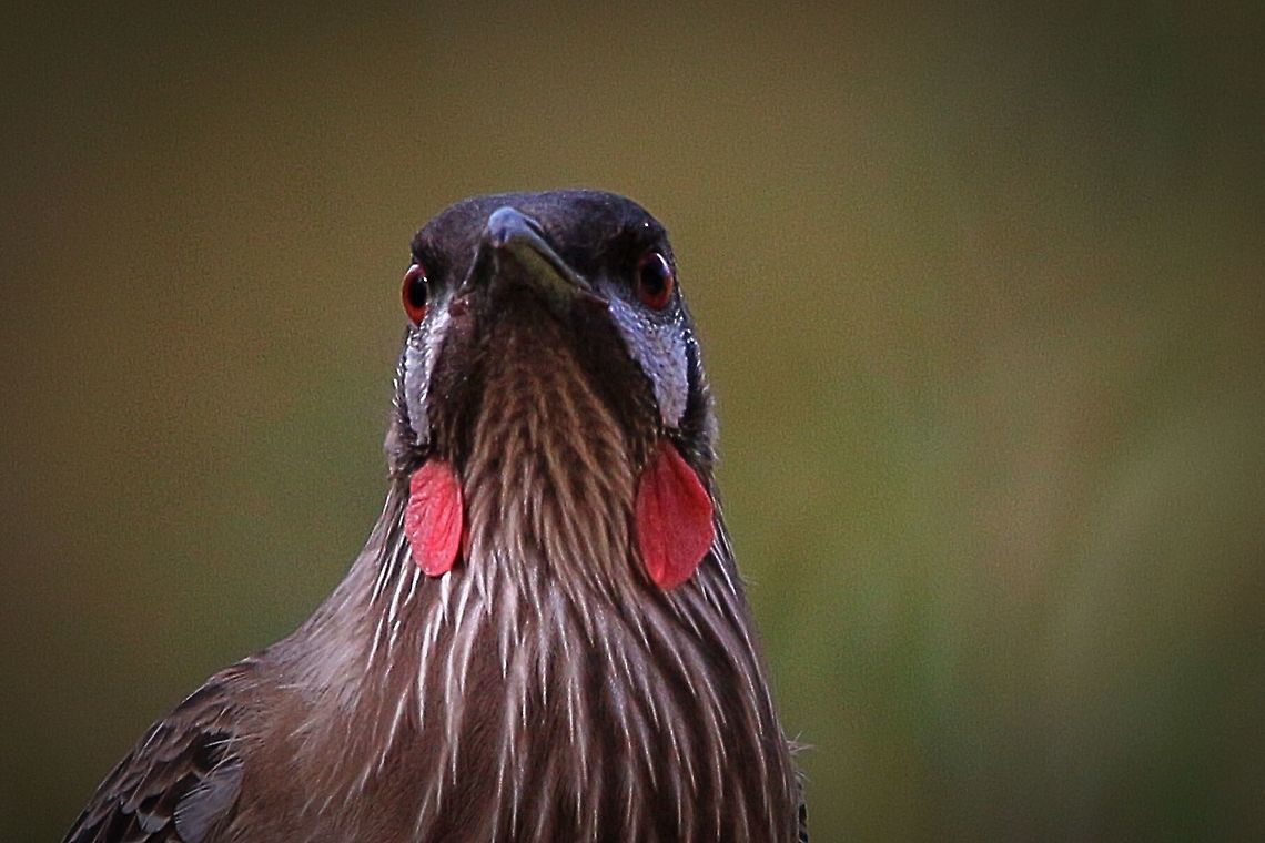 Wary of everything .  Anthochaera carunculata,Australia,Eamw birds,Eamw honeyeaters,Geotagged,Red wattlebird