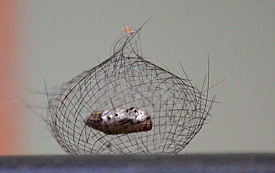 Pupae of footman moth species . Genus- Cyana <br />
The protective dome structure is made of the hair from the caterpillar.<br />
The pupae is suspended in the centre of the structure( cocoon)<br />
 Eamw moth,Geotagged,Vietnam,unidentified