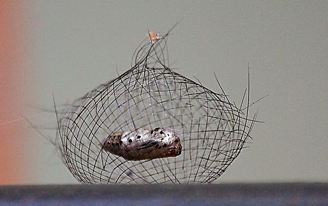 Pupae of footman moth species . Genus- Cyana 
The protective dome structure is made of the hair from the caterpillar.
The pupae is suspended in the centre of the structure( cocoon)
 Eamw moth,Geotagged,Vietnam,unidentified