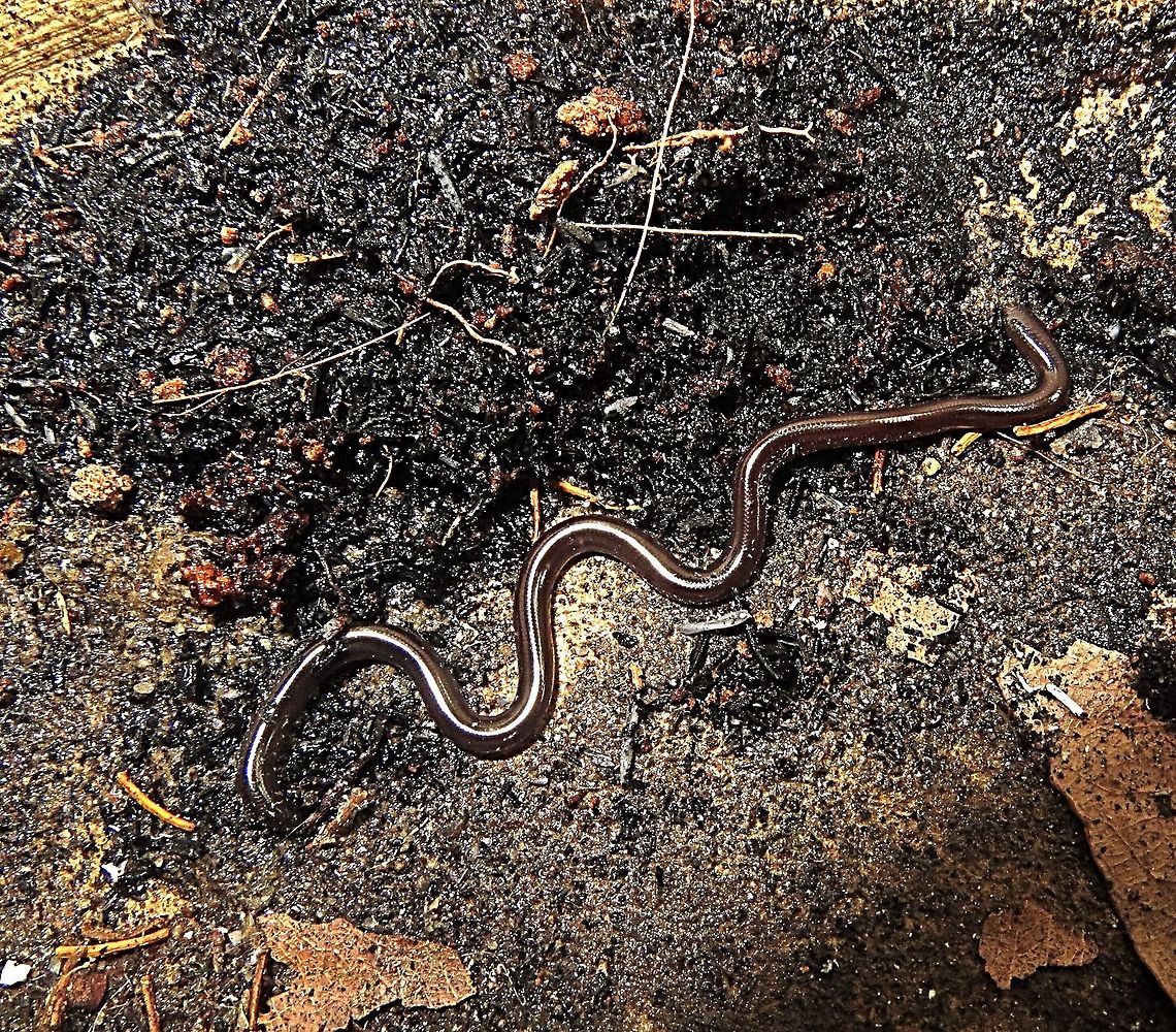 Flowerpot snake or Brahminy blind snake I found it four stories up in my rooftop garden at the time in almost central Saigon.<br />
The 15 cm snake obviously got there when I picked up some pot plants at a nursery. <br />
At first I thought that it was a worm but it&#039;s snakelike movements made me look again.<br />
It alwise tried to get back under the soil quickly. Eamw snakes,Geotagged,Indotyphlops braminus,Vietnam