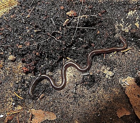Flowerpot snake or Brahminy blind snake I found it four stories up in my rooftop garden at the time in almost central Saigon.
The 15 cm snake obviously got there when I picked up some pot plants at a nursery. 
At first I thought that it was a worm but it's snakelike movements made me look again.
It alwise tried to get back under the soil quickly. Eamw snakes,Geotagged,Indotyphlops braminus,Vietnam