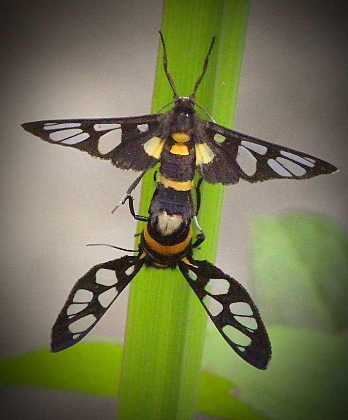 Handmaiden moth mating. Found in a cashew plantation . Not sure if the identification as A. cyssea is correct . Amata sperbius,Amaya ew,Eamw moth,Handmaiden moth
