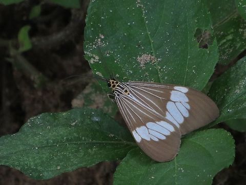 Magpie moth - Vietnam Looks very similar to Nyctemera secundiana . Again there are so many and Vietnamese Lepidoptera are not well studied. Eamw moth,Vietnam,magpie moth,unidentified