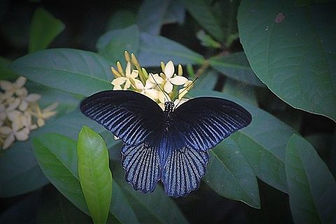 Great Mormon  Eamw butterflies,Great Mormon,Papilio memnon