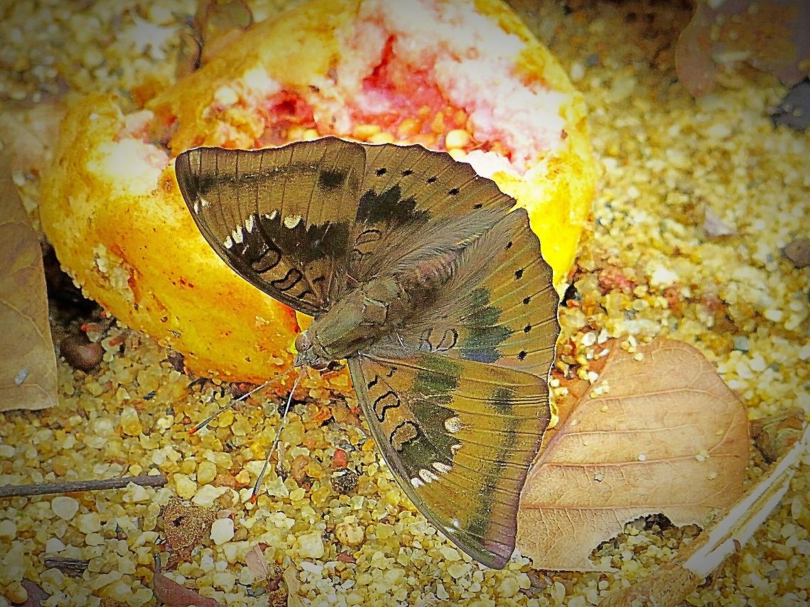 Fermented figfruit does make you drunk A common baron butterfly sipping juice from fermented fig . Generally  other specimens of common baron butterflies displayed a causious behaviour but not this one. It was very relaxed . Common Baron,Eamw butterflies,Euthalia aconthea,Vietnam