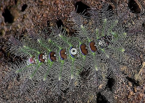 Caterpillar of butterfly species in genus Tanaecia.  Eamw butterflies,Eamw caterpillars,Vietnam,genus Tanaecia