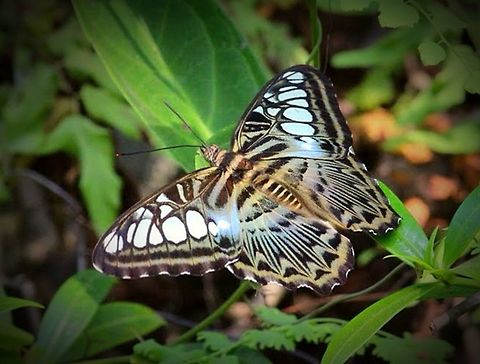 Blue Clipper in the forest  Clipper,Eamw butterflies,Parthenos sylvia,Vietnam