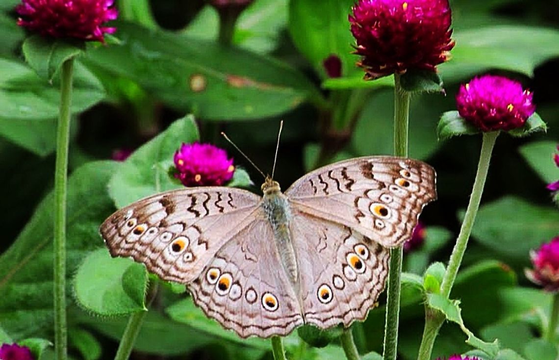 Gray pansy, Viet Nam  Eamw butterflies,Geotagged,Gray pansy,Junonia atlites,Vietnam