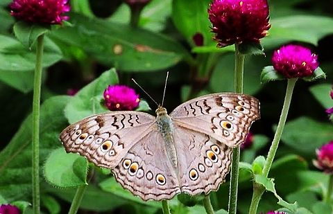 Gray pansy, Viet Nam  Eamw butterflies,Geotagged,Gray pansy,Junonia atlites,Vietnam