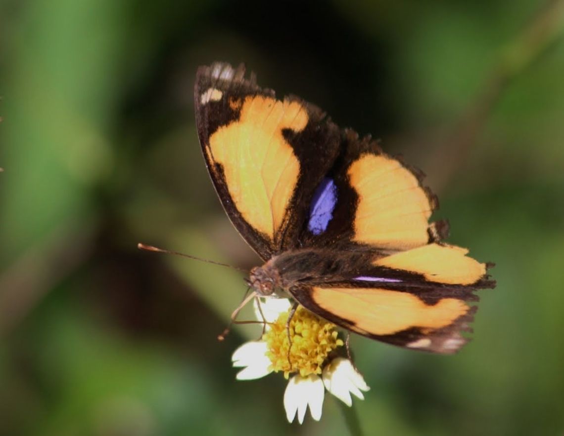 yellow Pansy, Viet Nam  Eamw butterflies,Junonia hierta,Vietnam,Yellow Pansy