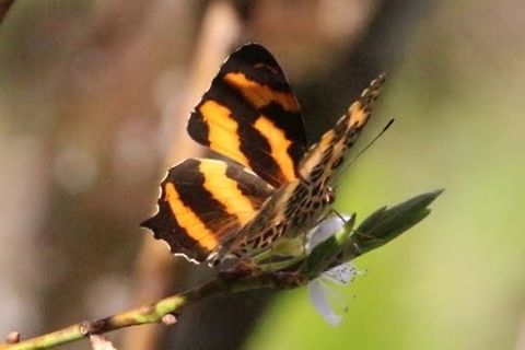 Common Jester  Common Jester,Eamw butterflies,Symbrenthia lilaea,Vietnam